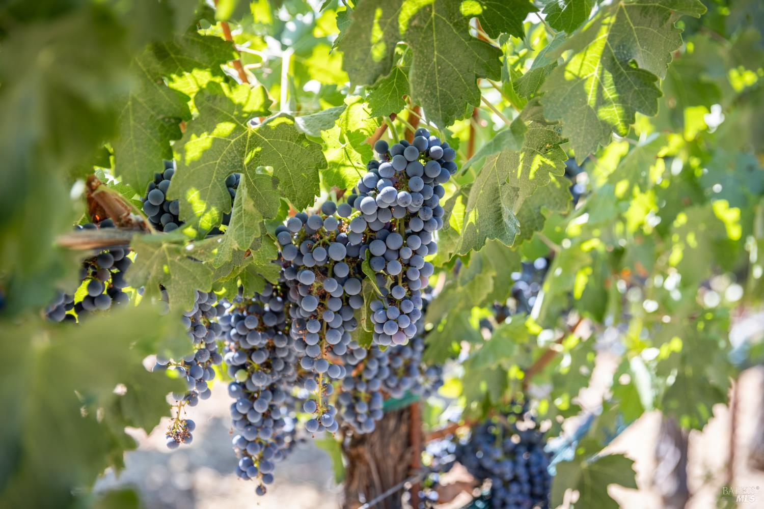 0 Aetna Springs Lane