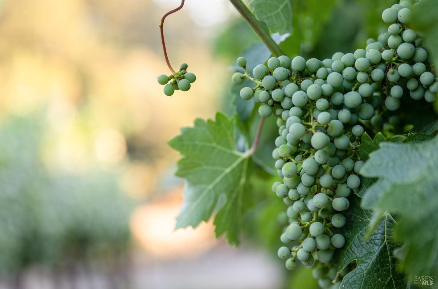 0 Aetna Springs Lane