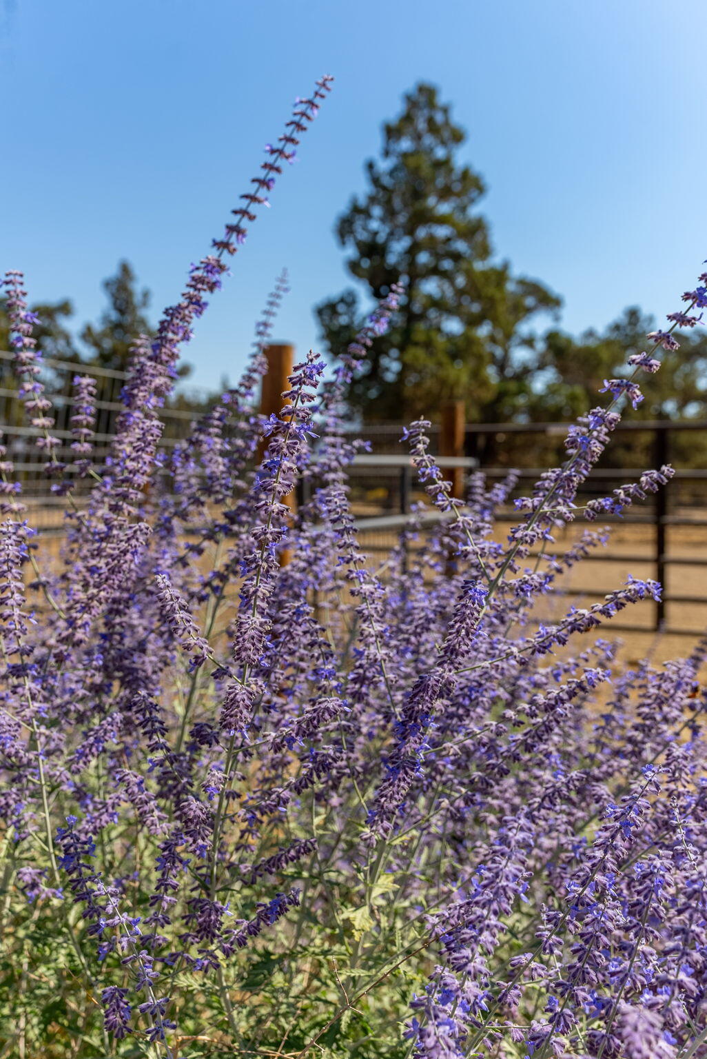 16264 SW Majestic View Lane