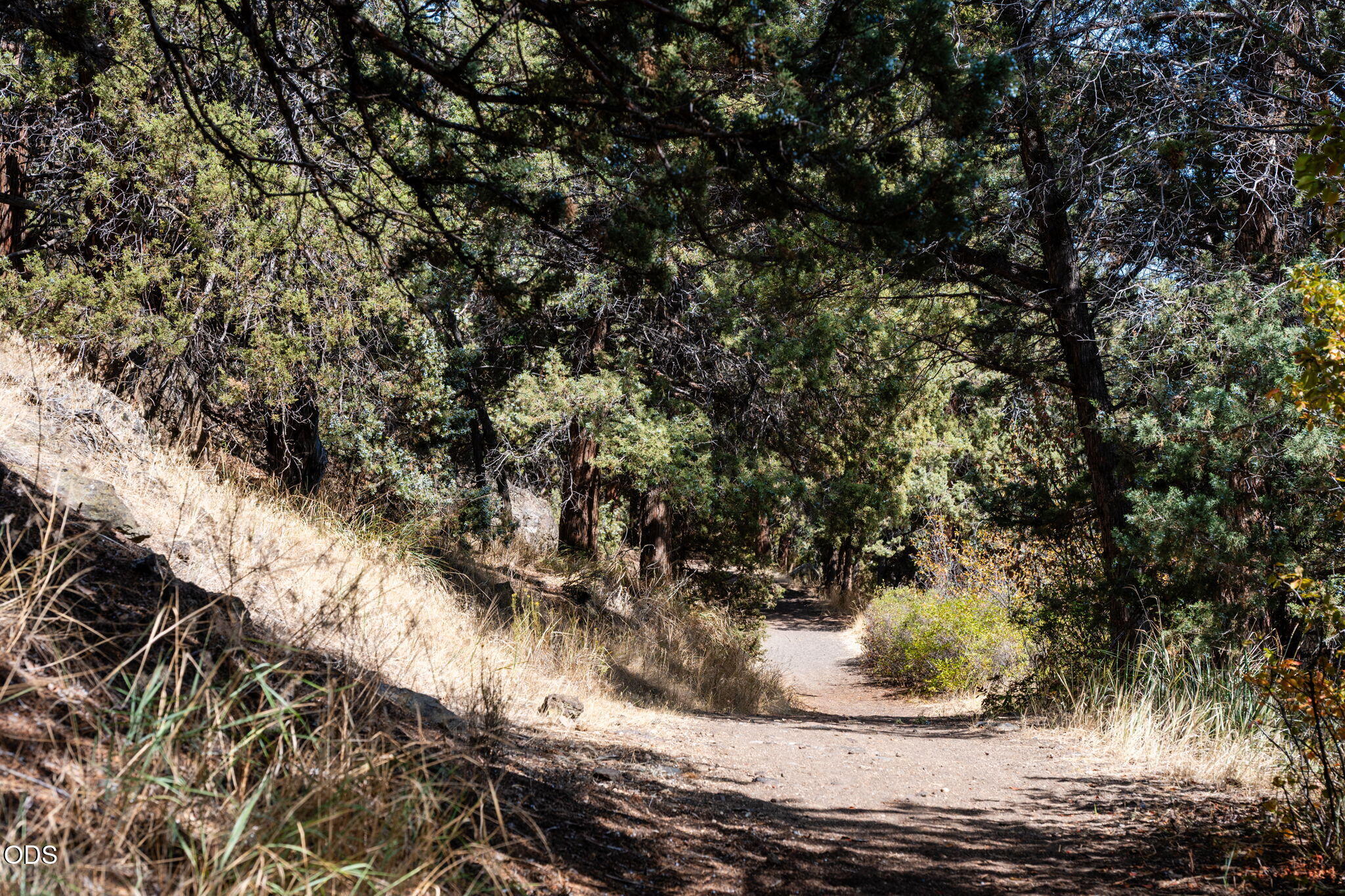 Dirt path winding through dense evergreen trees, bordered by dry grass and rocks.