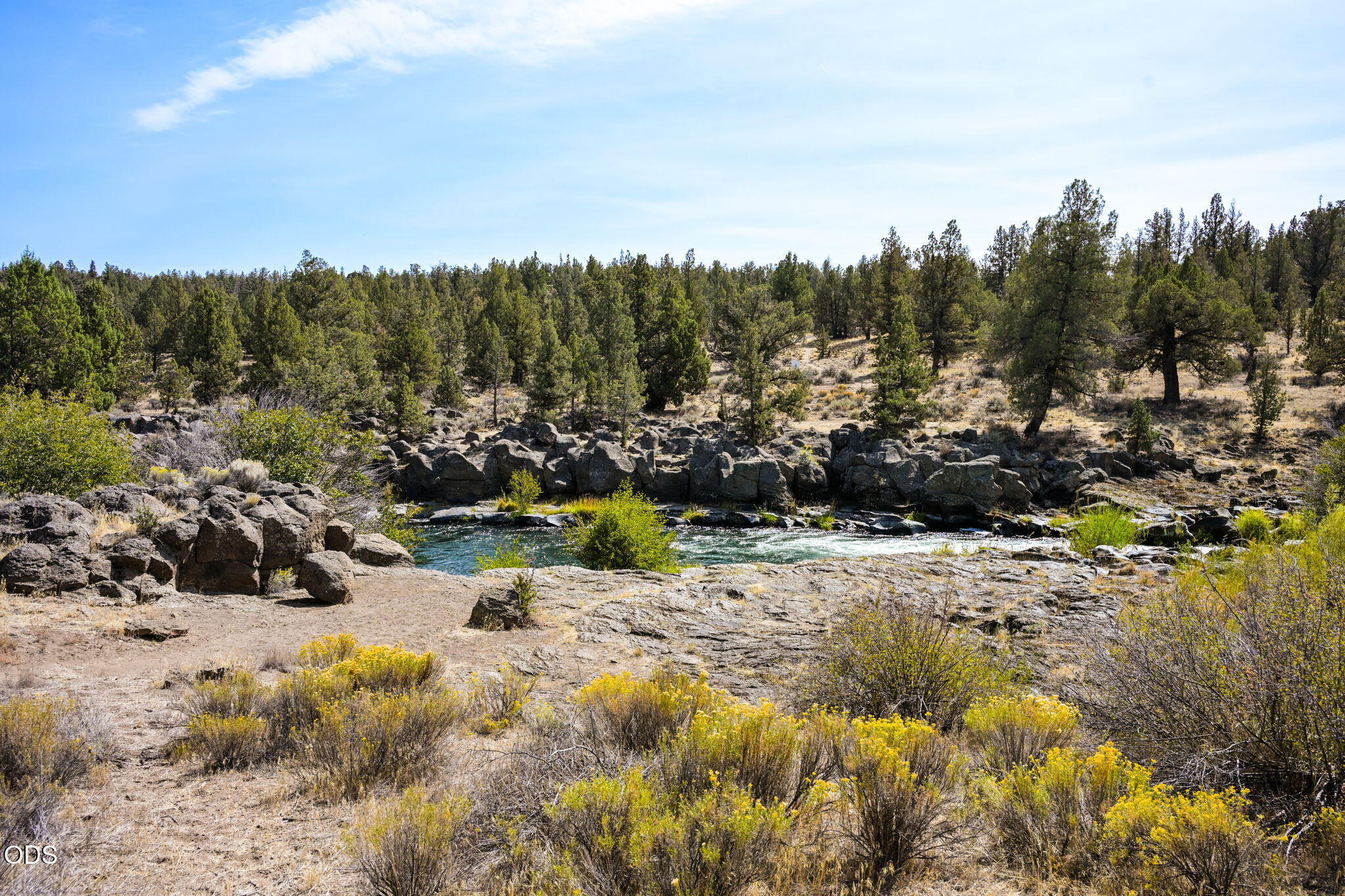 Rocky river running through juniper woodland, with yellow wildflowers along the banks.