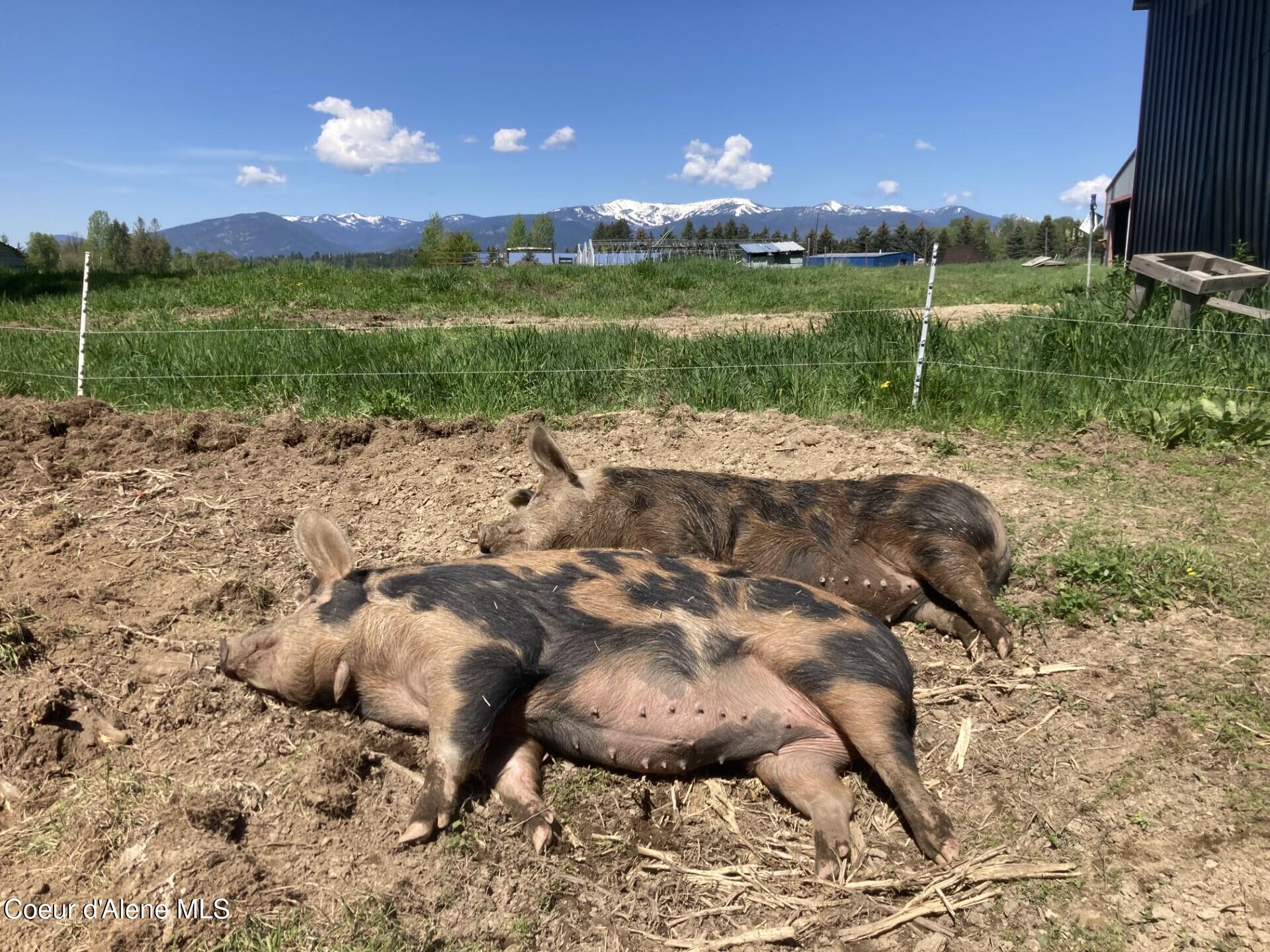 300 Sunny Shadows Lane