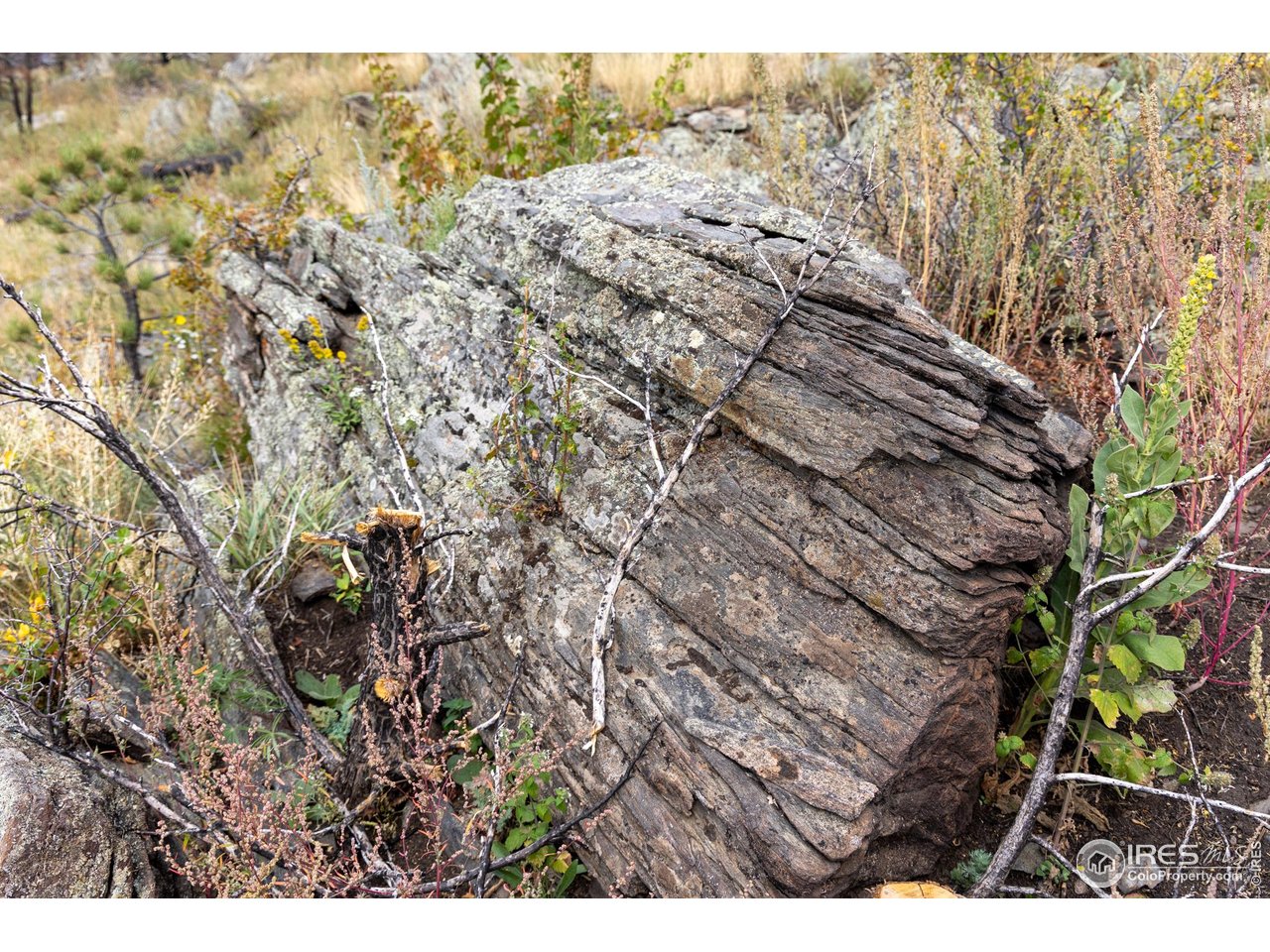 981 Palisade Mountain Dr