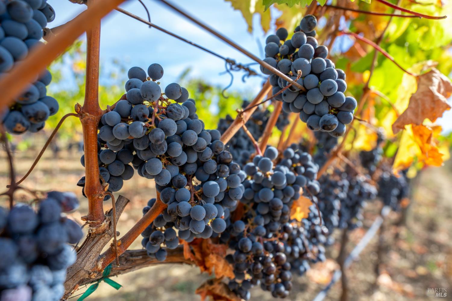 3800 Jameson Canyon Rd