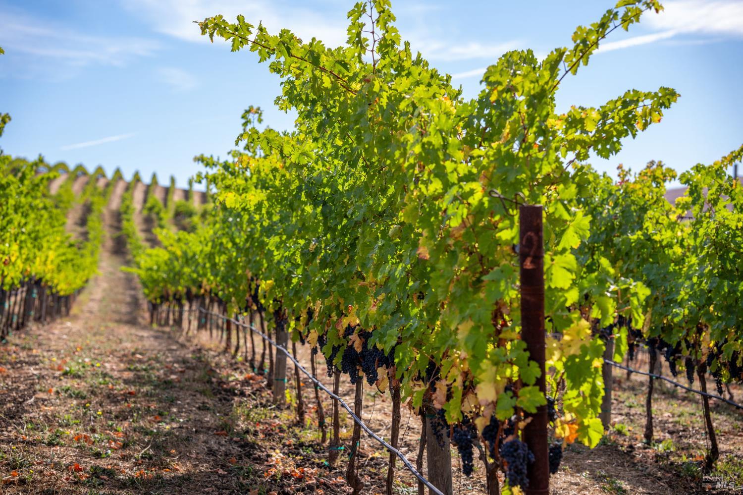 3800 Jameson Canyon Rd