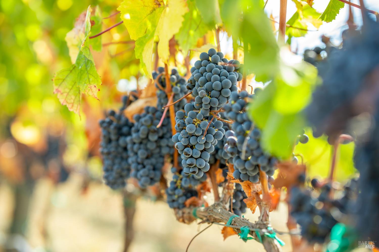 3800 Jameson Canyon Rd