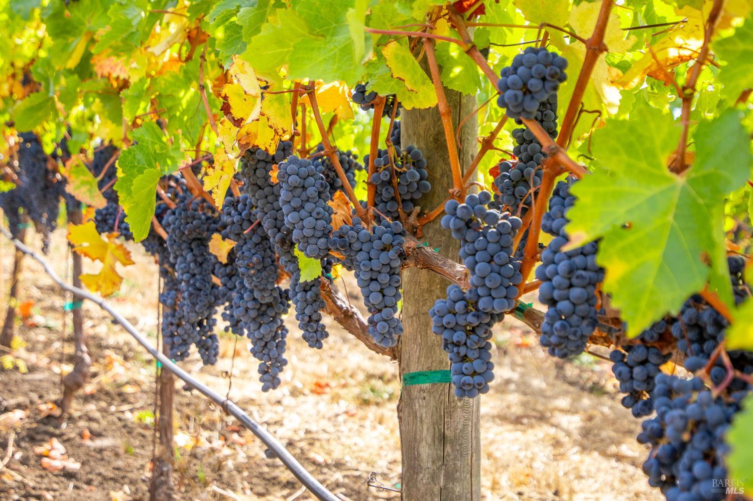 3800 Jameson Canyon Rd