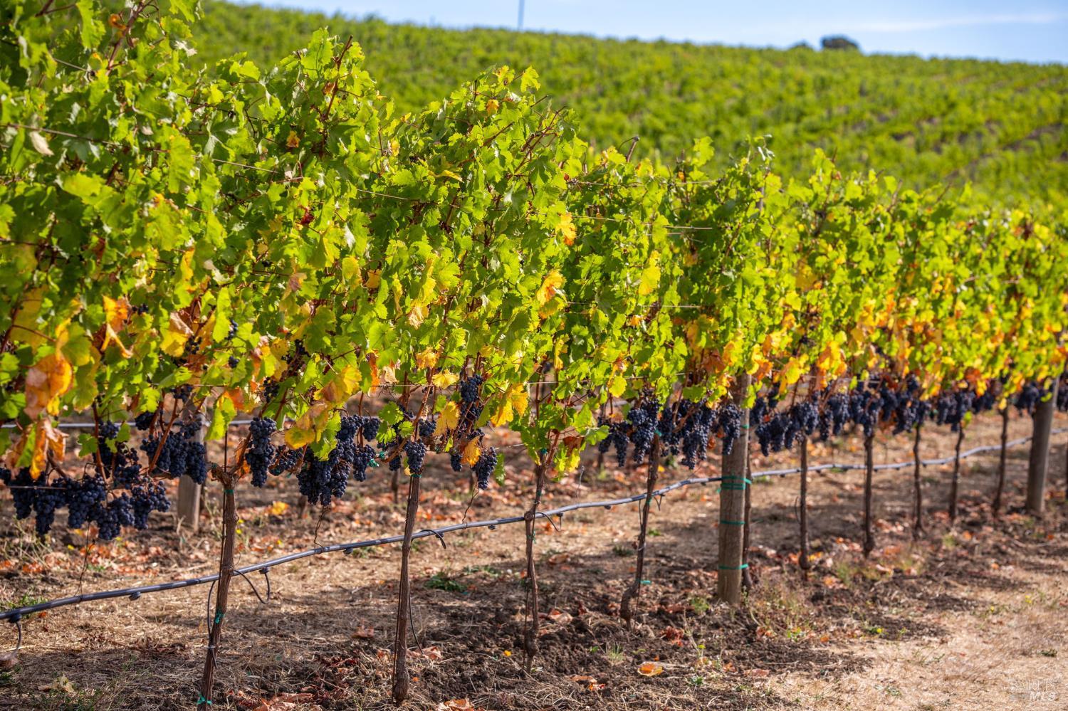 3800 Jameson Canyon Rd