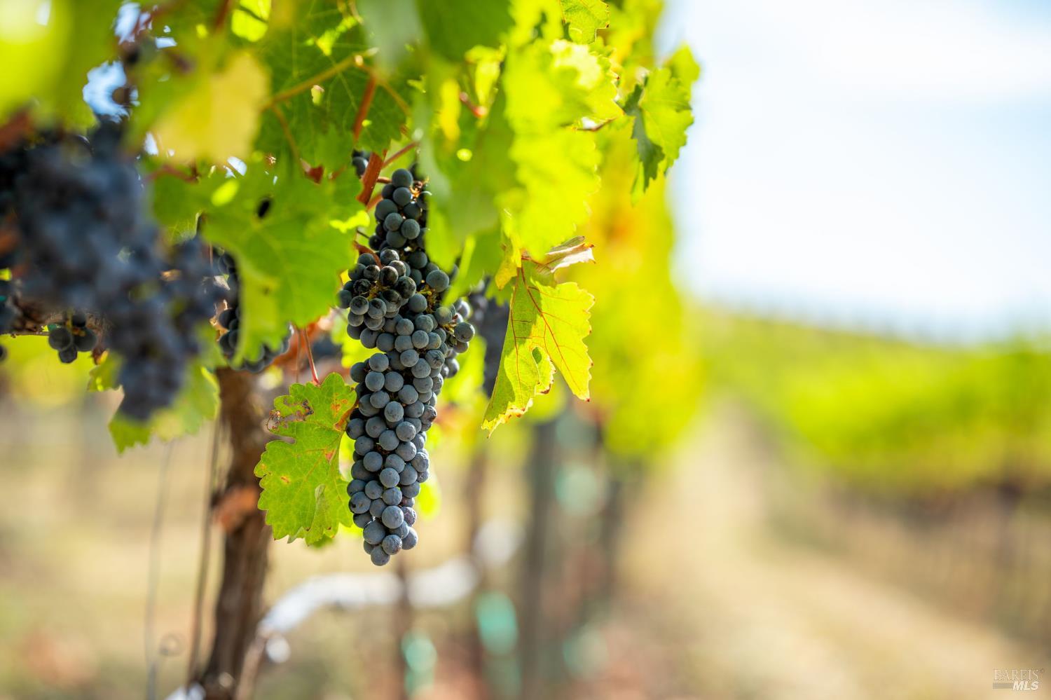 3800 Jameson Canyon Rd