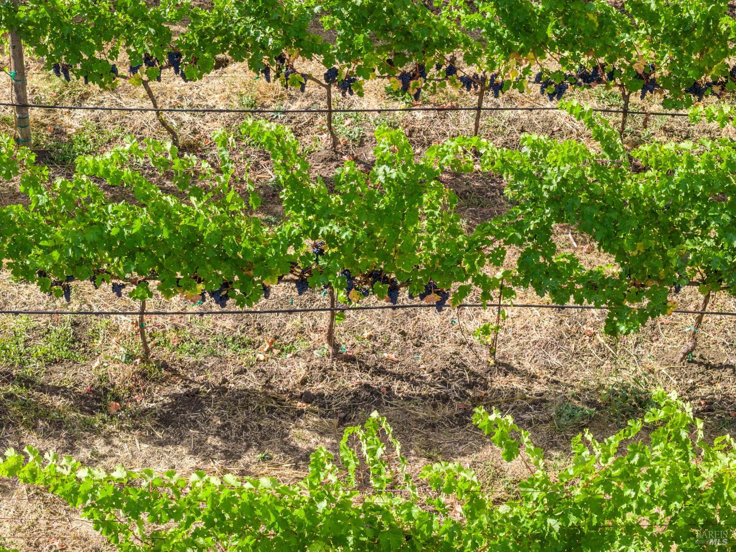 3800 Jameson Canyon Rd