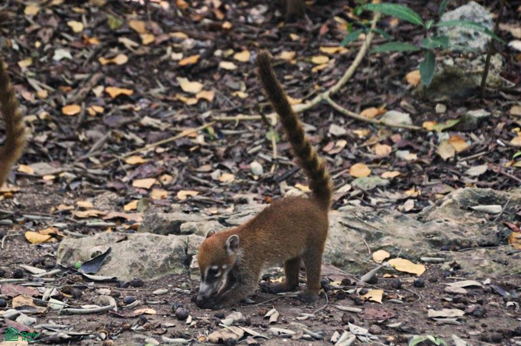 Playa Lagartillo, Beachfront lots , Tamarindo, Guanacaste