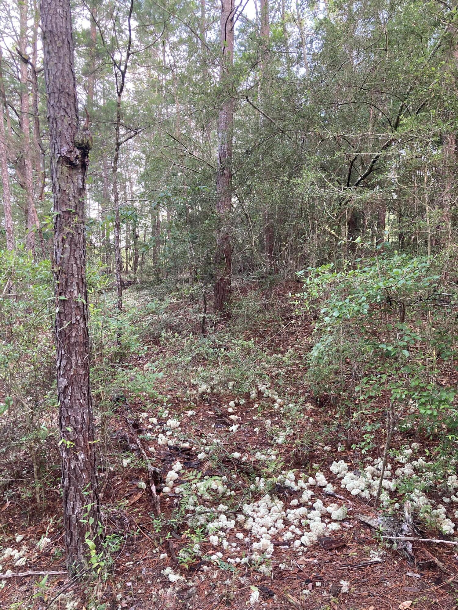 Lot 5 Cowslip Ct., DeFuniak Springs