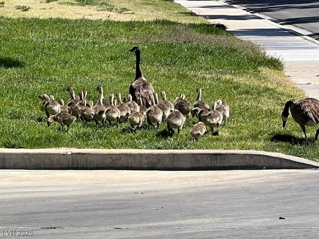 7068 Bright Springs Court