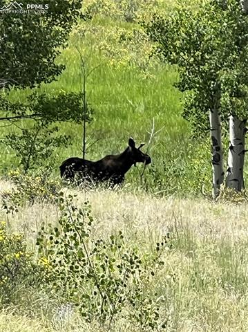 3153 Homestake Place