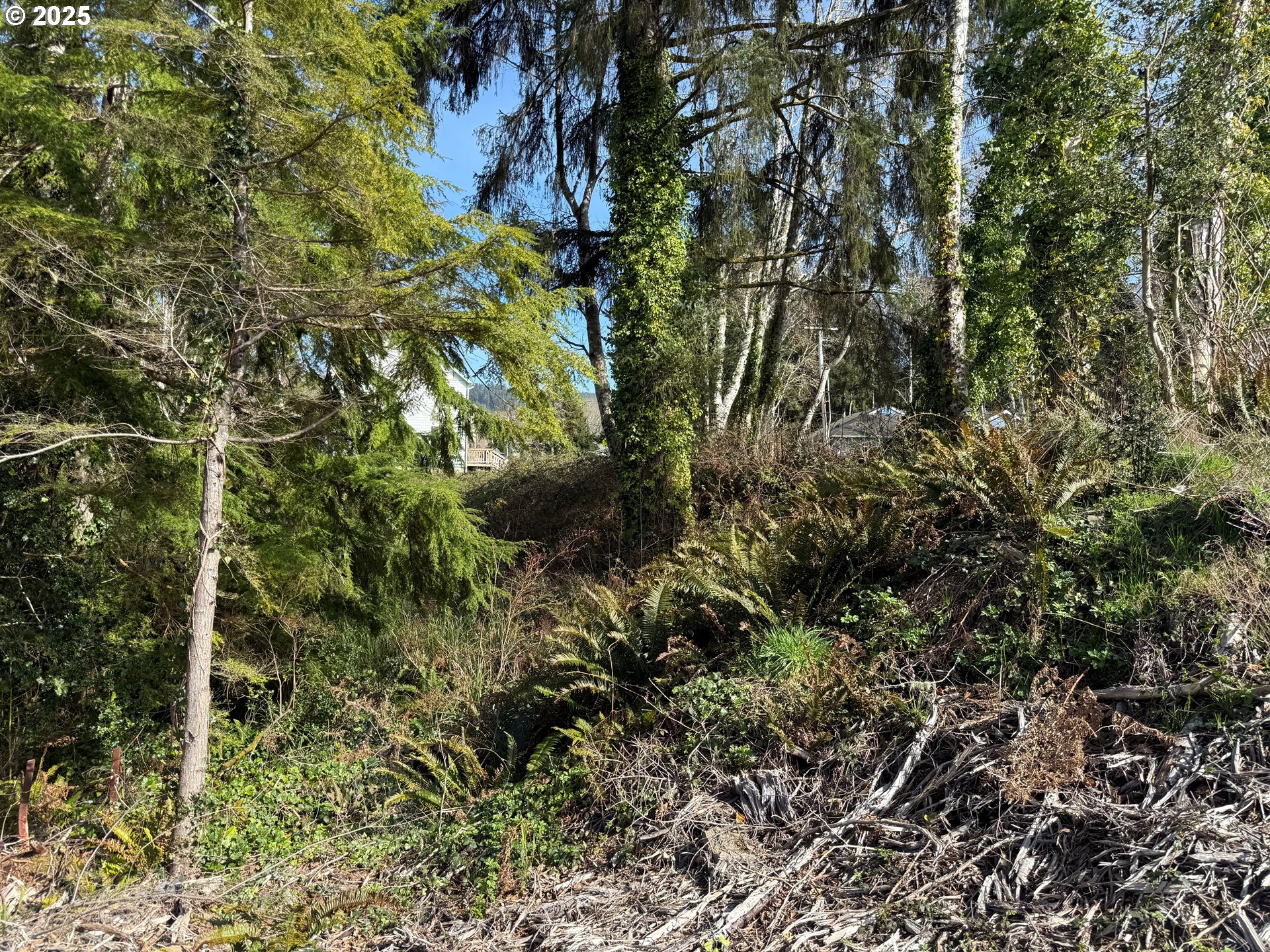Spruce DR