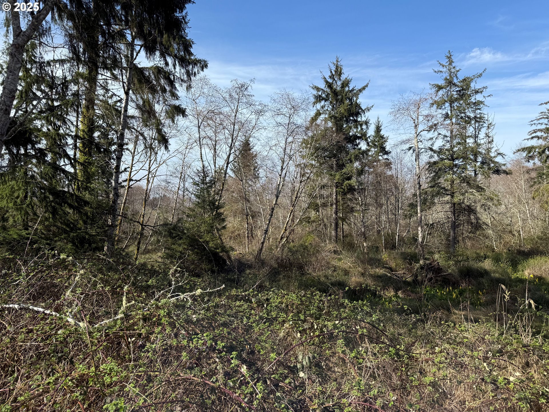 Spruce DR
