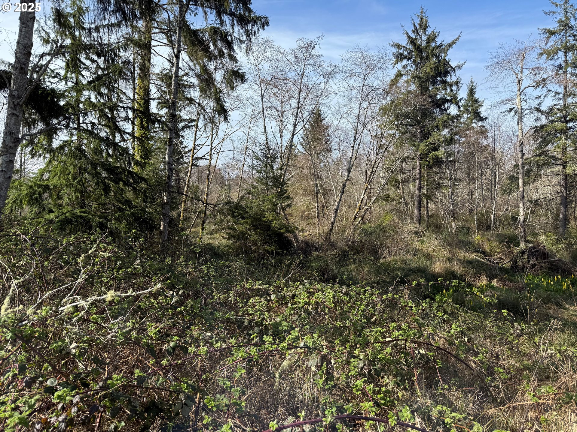 Spruce DR
