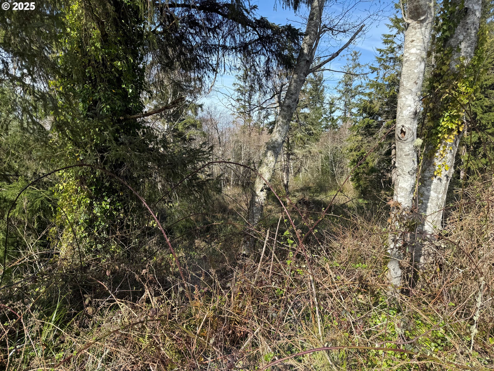 Spruce DR