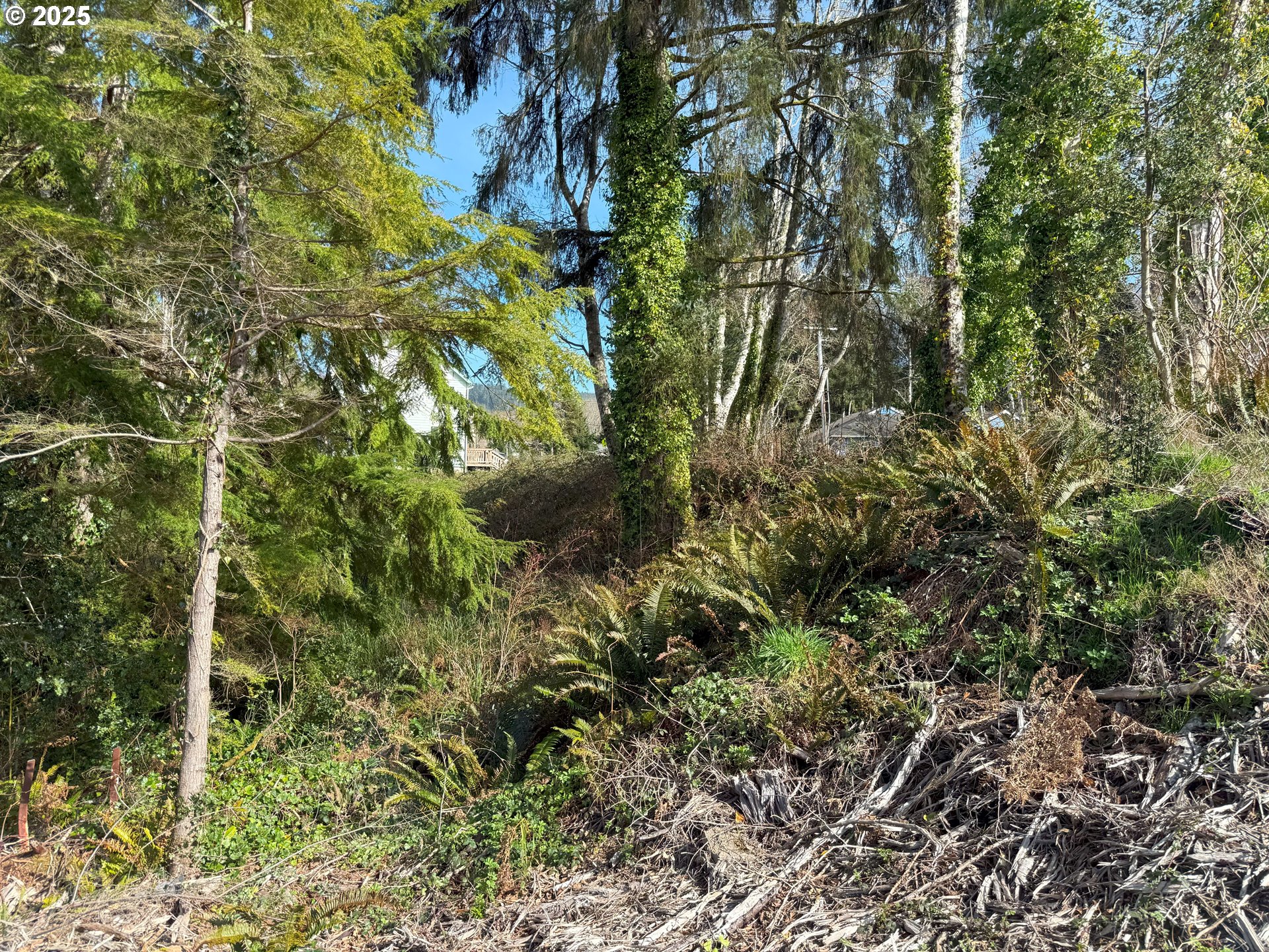 Spruce DR