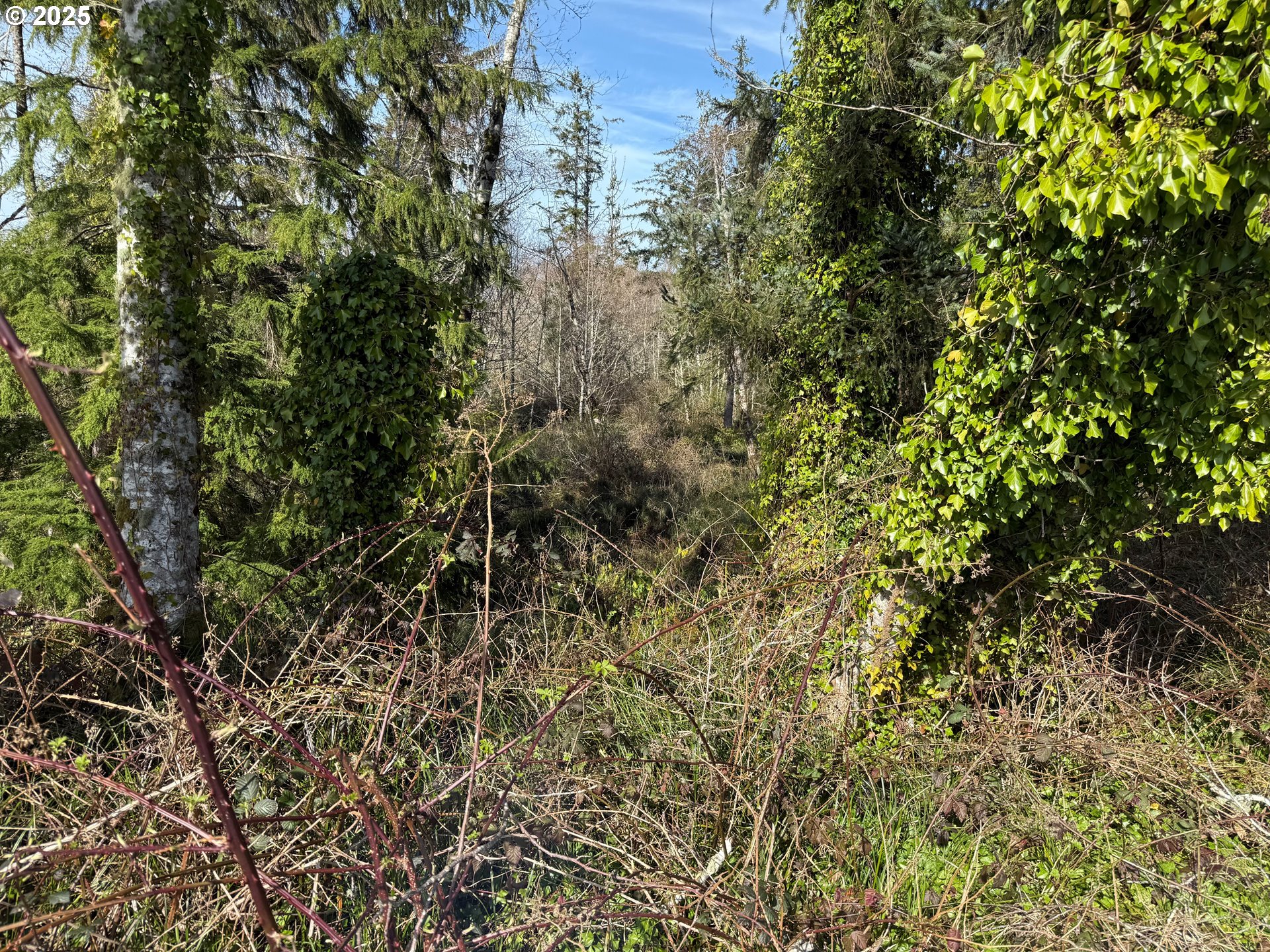 Spruce DR