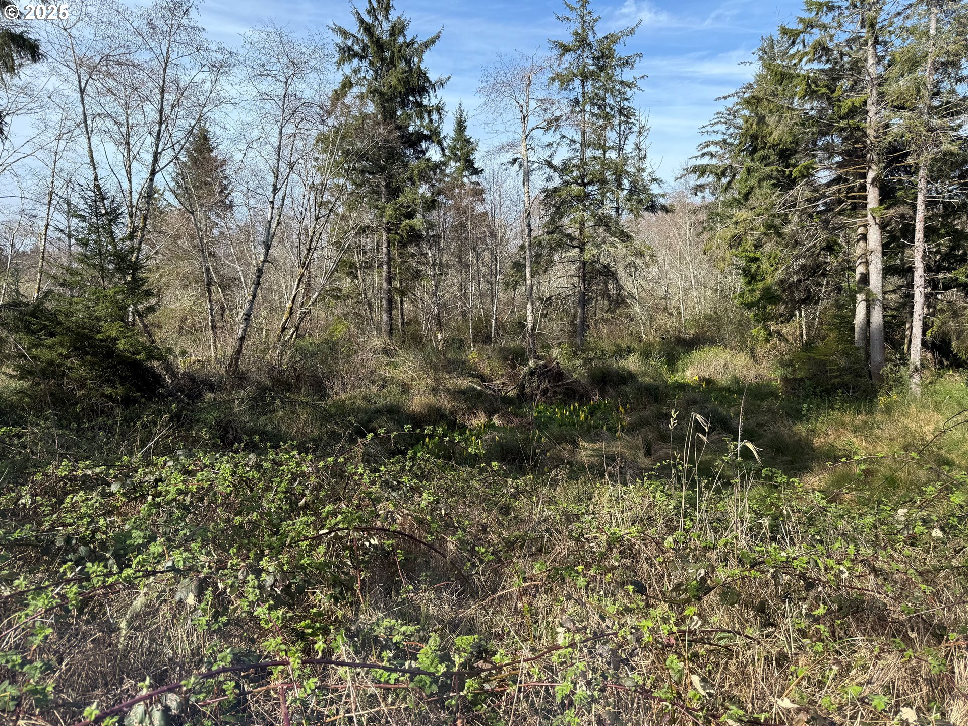 Spruce DR