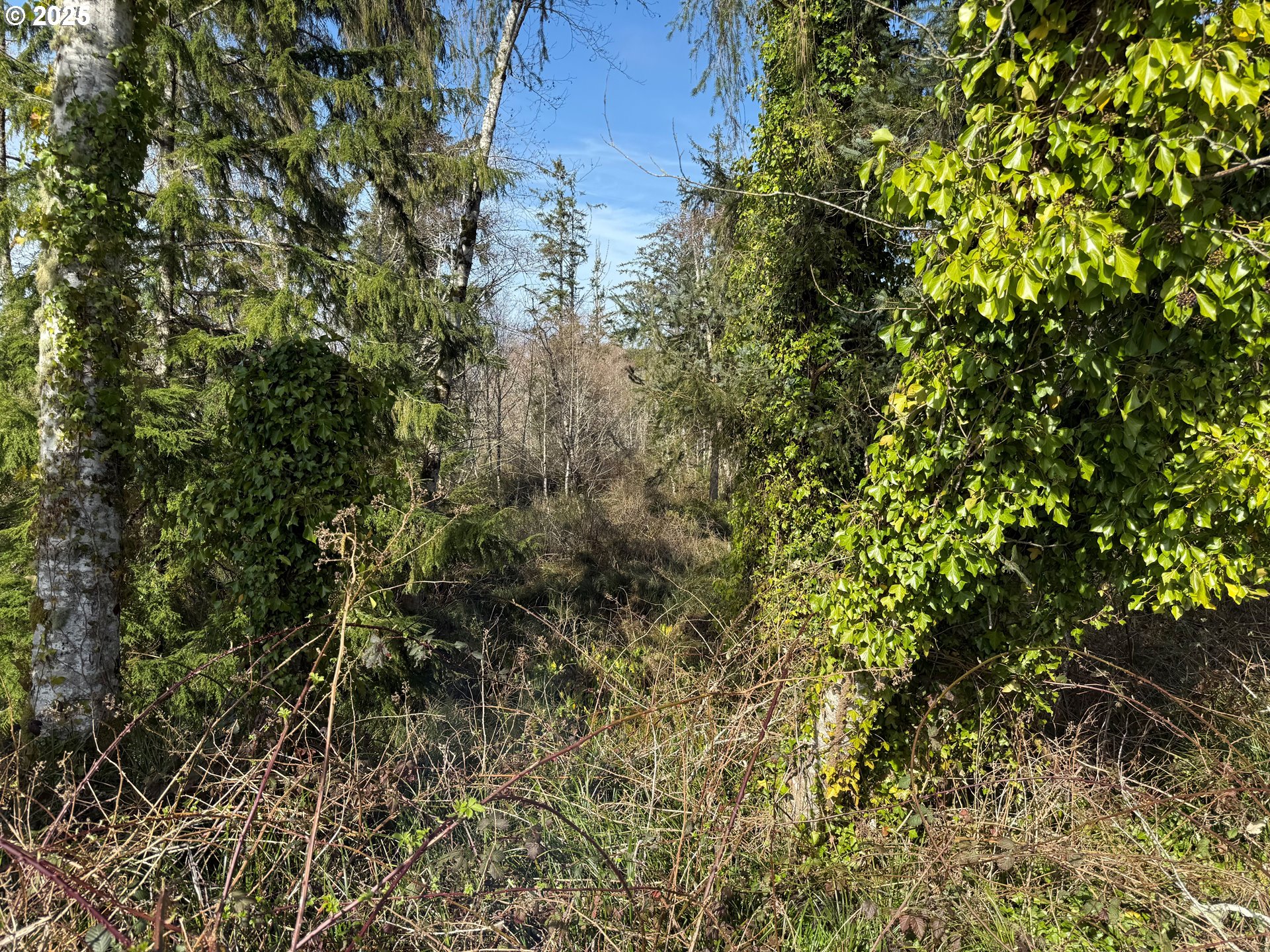 Spruce DR