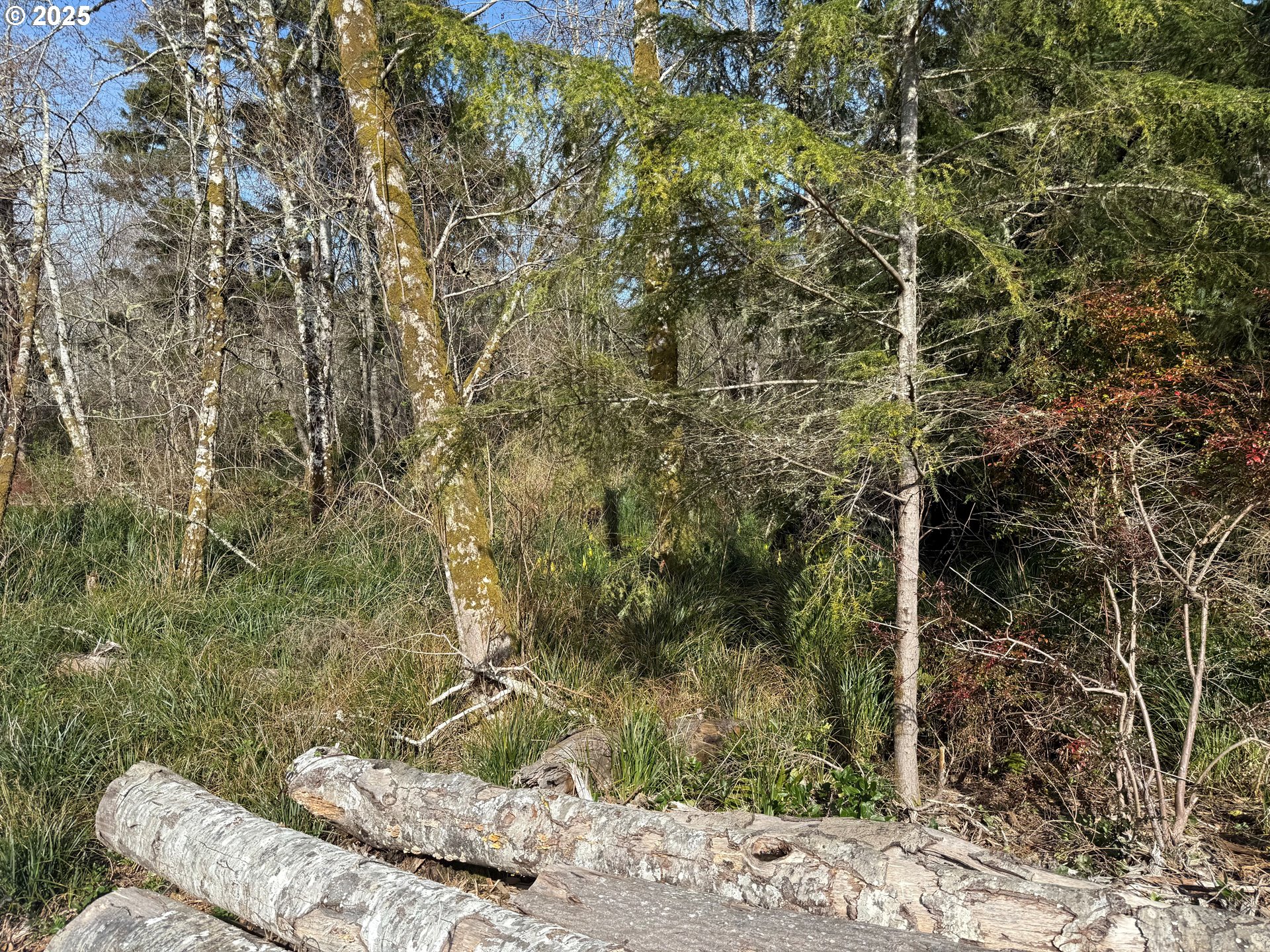 Spruce DR