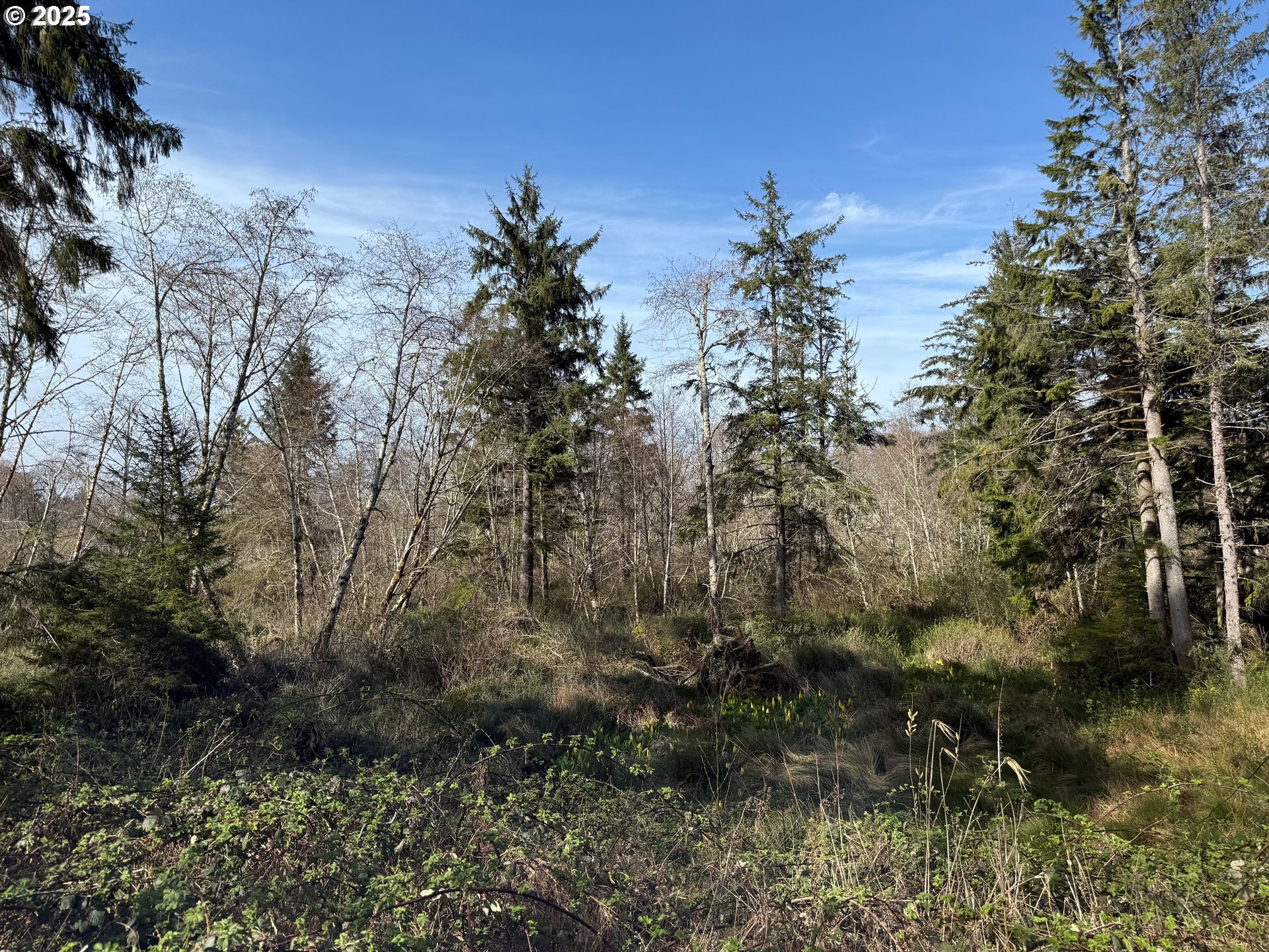 Spruce DR