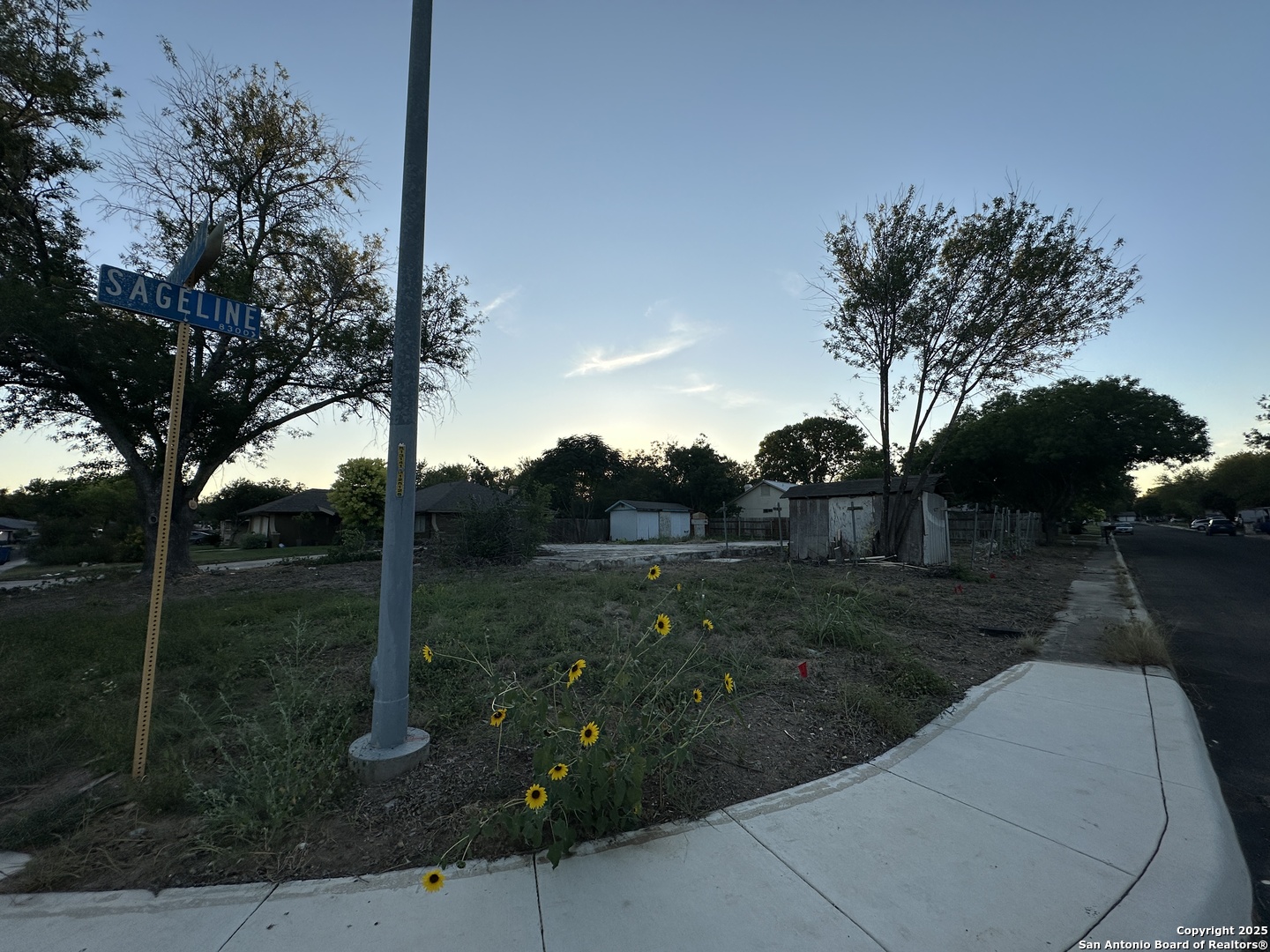 3019 Desert Morning