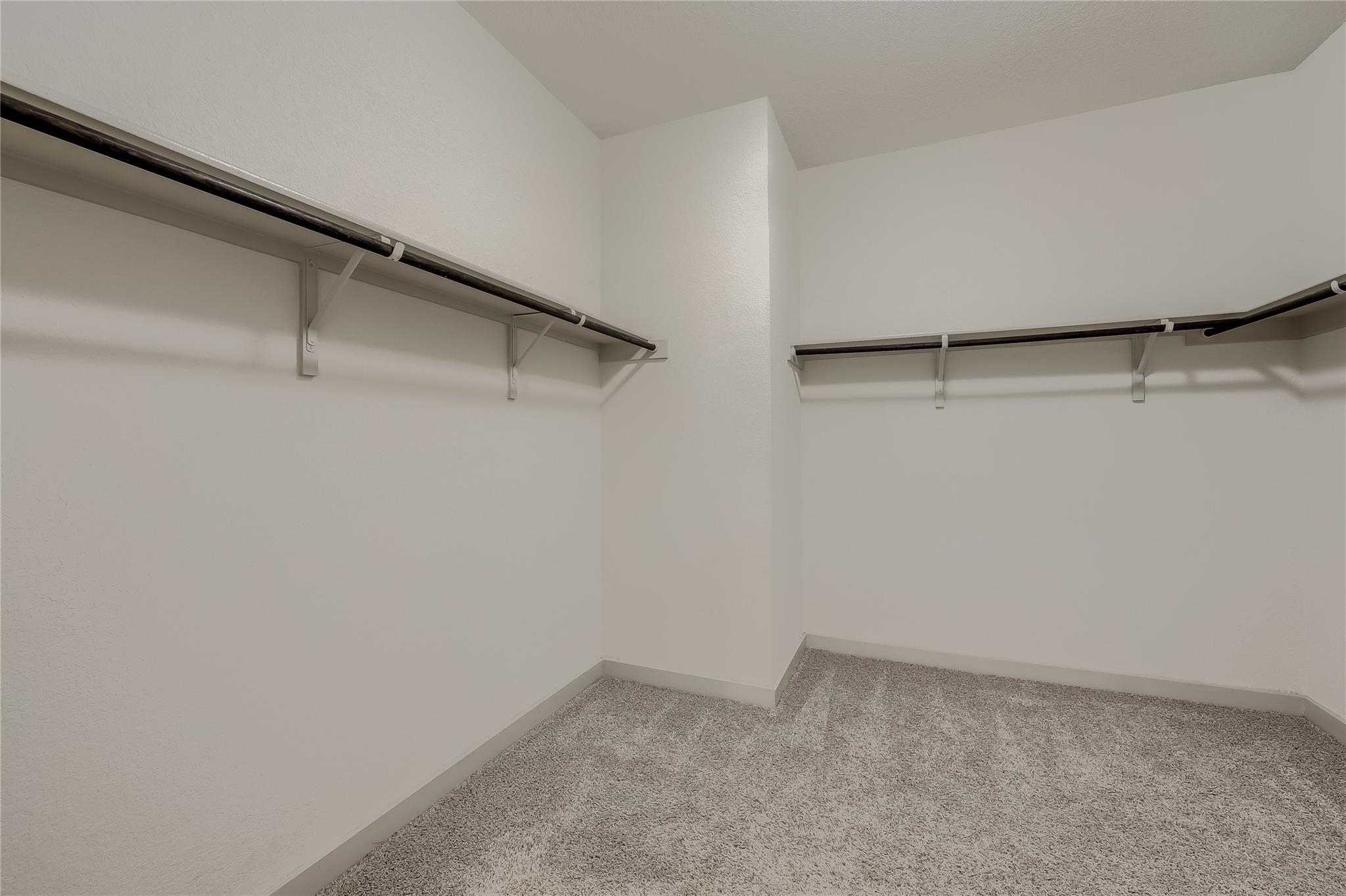 153 Filifera CT