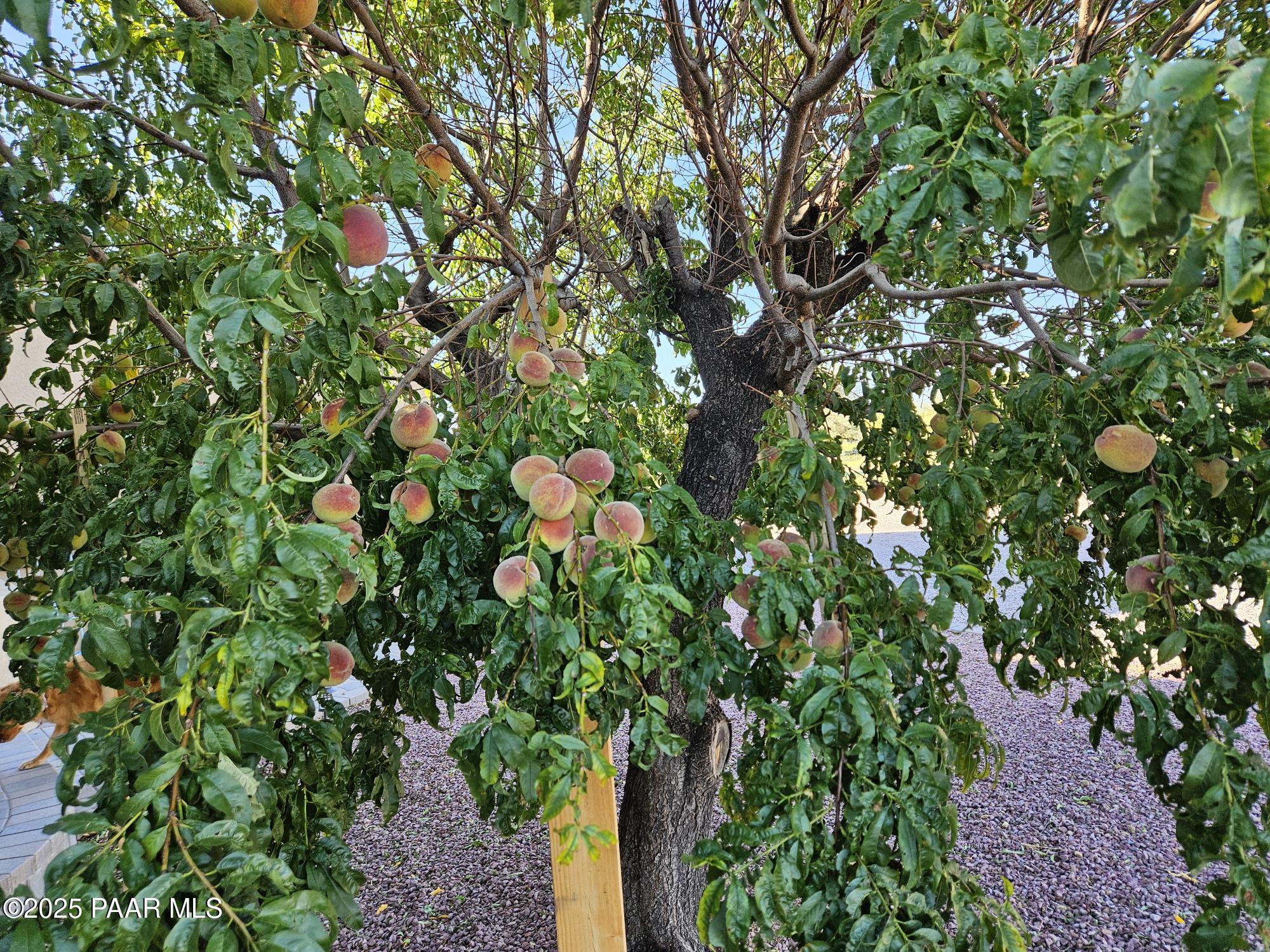 1780 S Yellow Brick Road