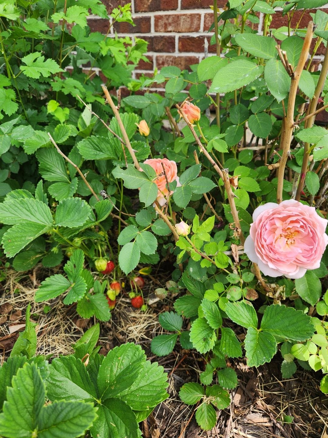 128 Westmorland Drive