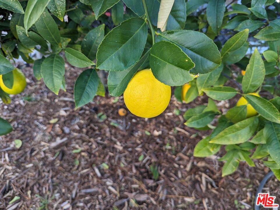 23224 Saddle Peak Rd