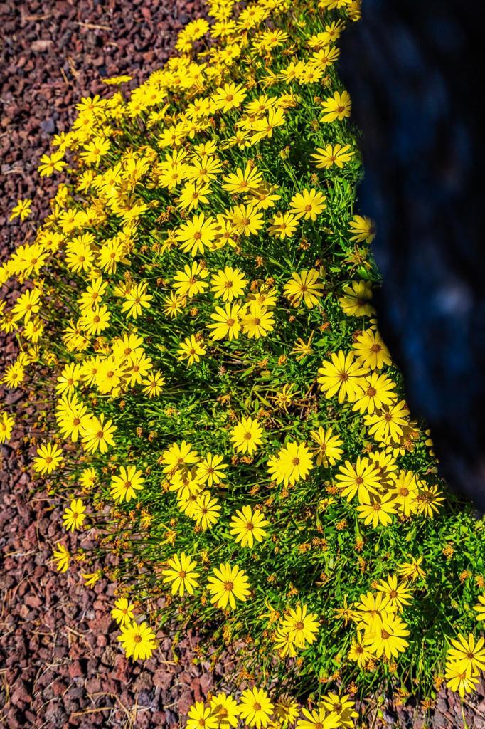 12196 San Tomas Place