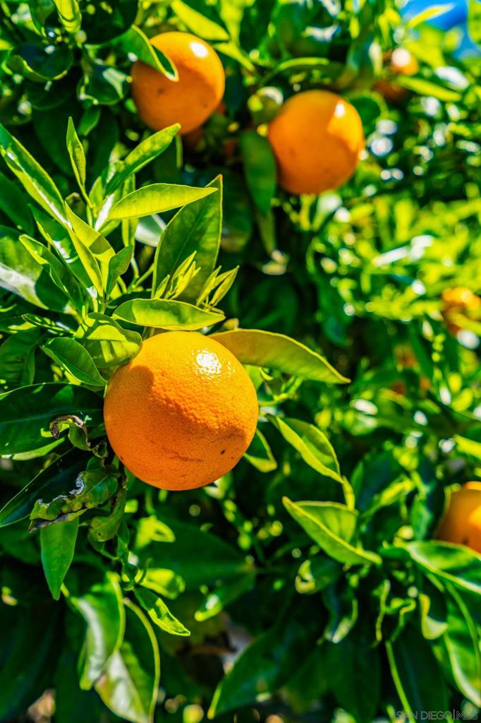 12196 San Tomas Place