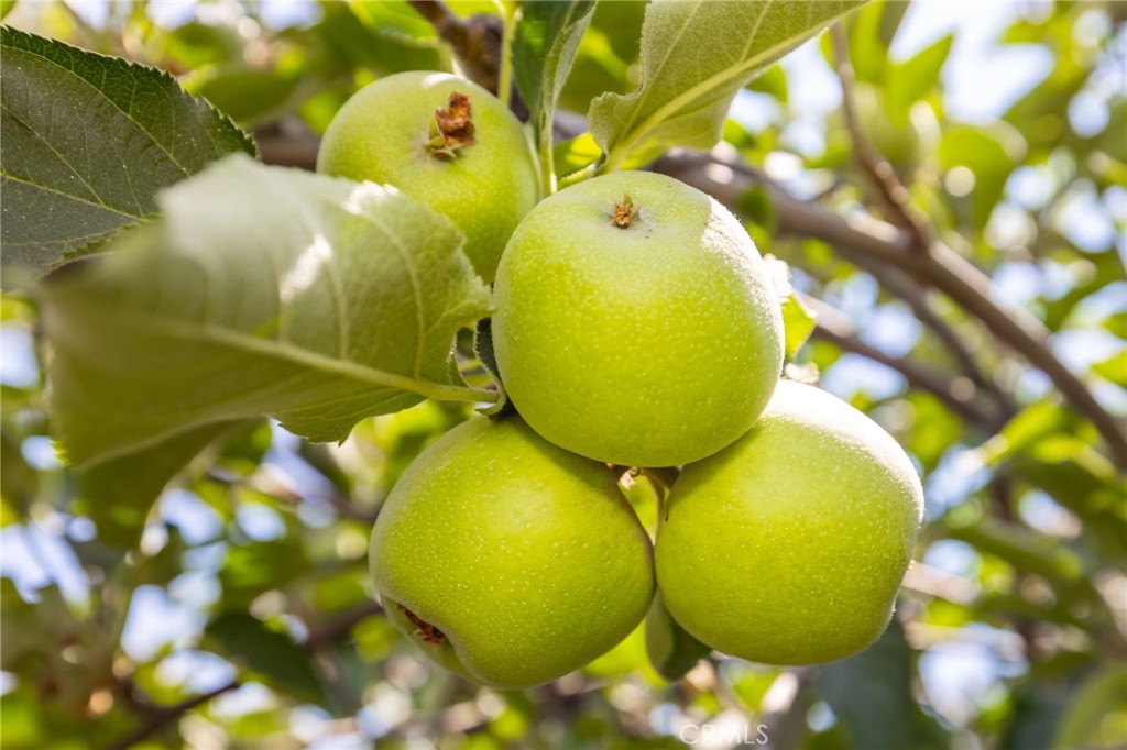 12338 Vivienda Avenue