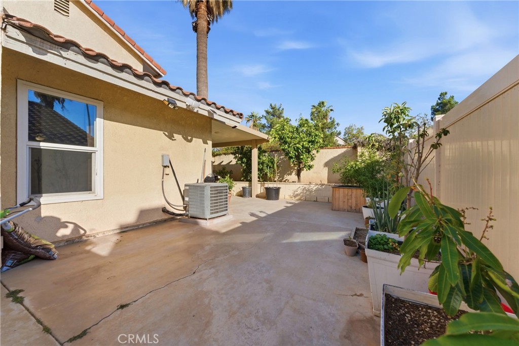 2354 Fan Palm
