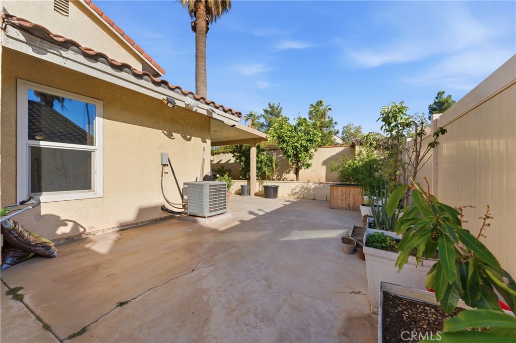 2354 Fan Palm