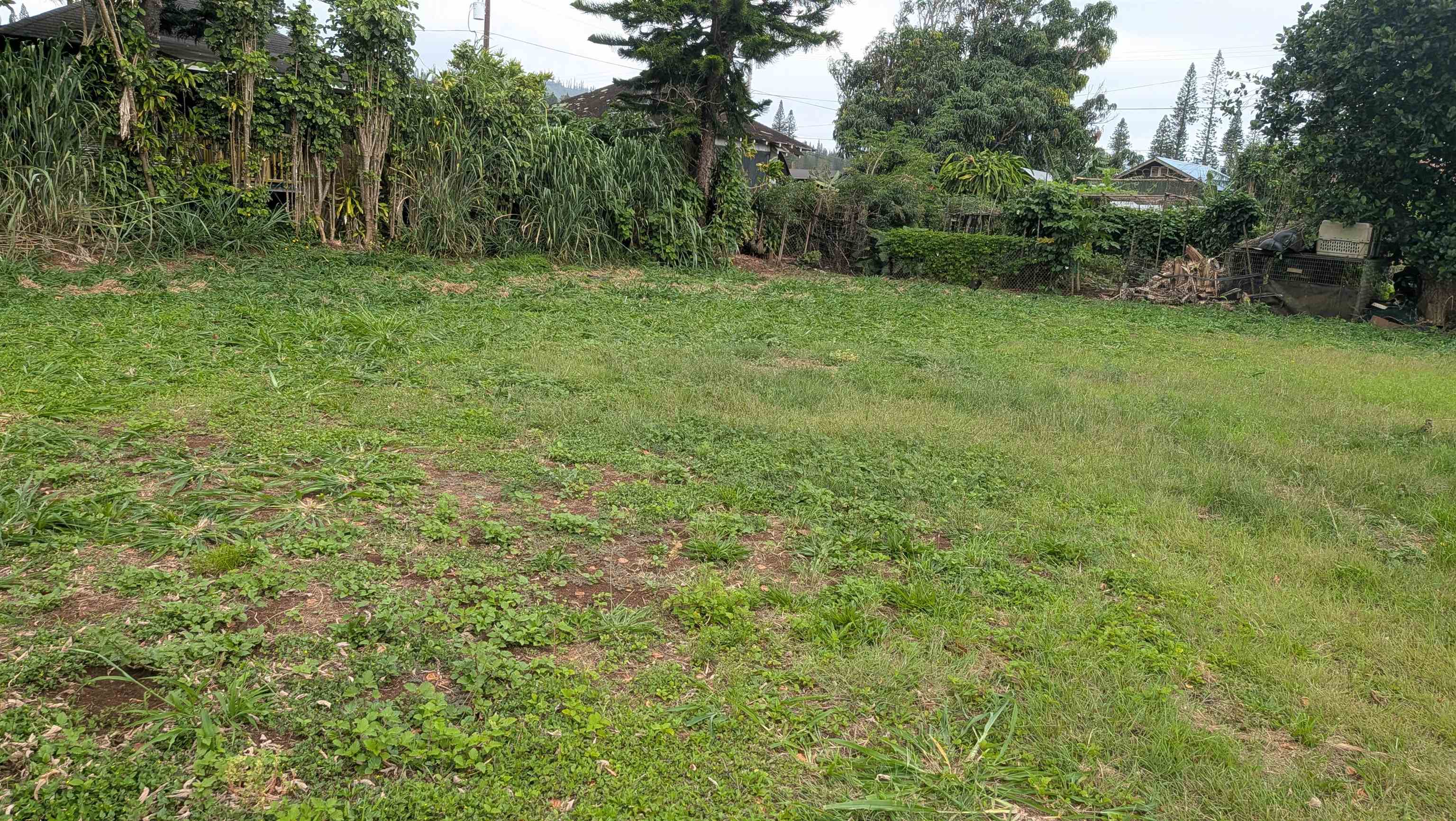 Grassy lot with dense tropical greenery along the back and neighboring homes beyond.