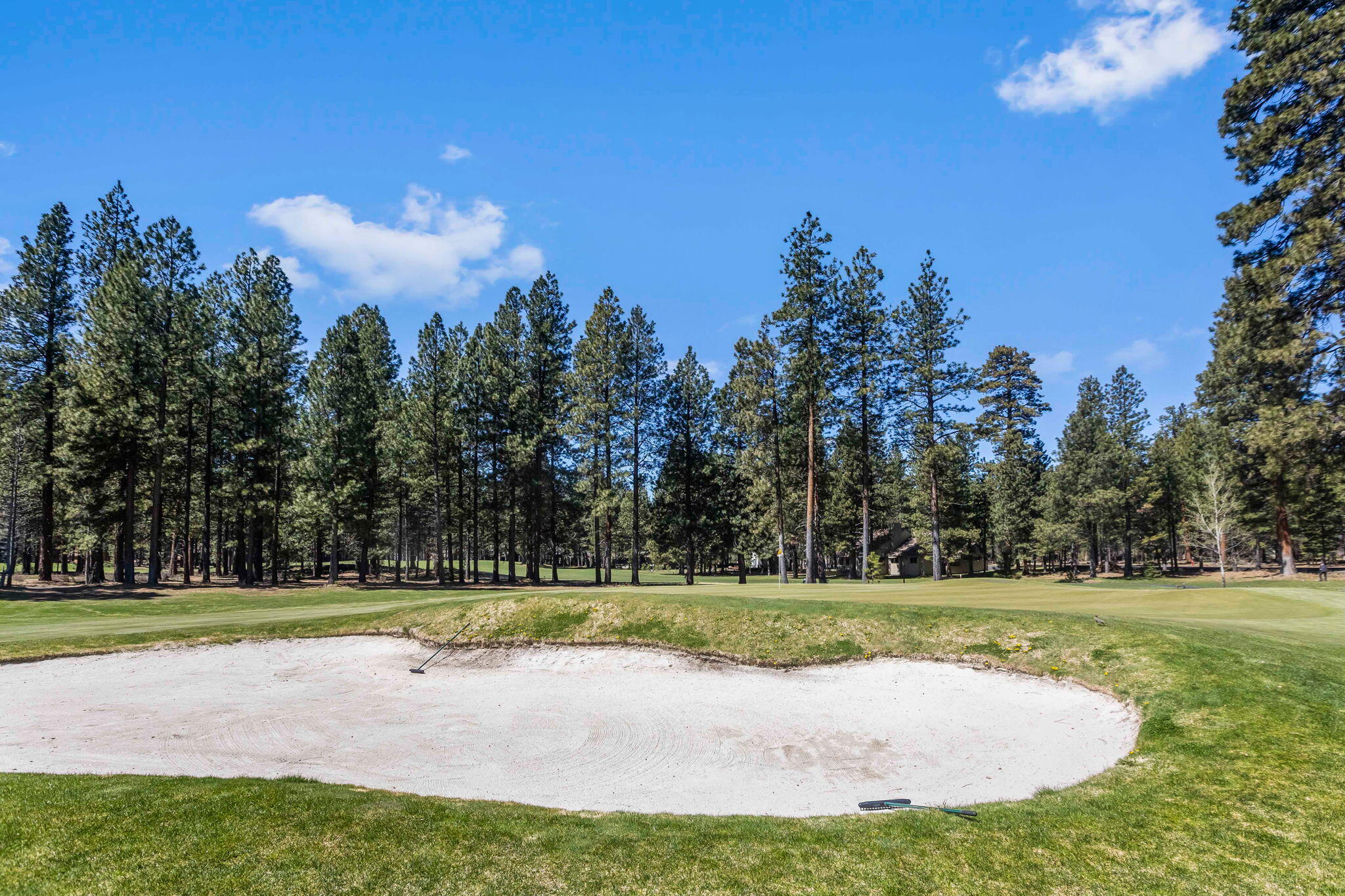 13701 Partridge Foot, RR83