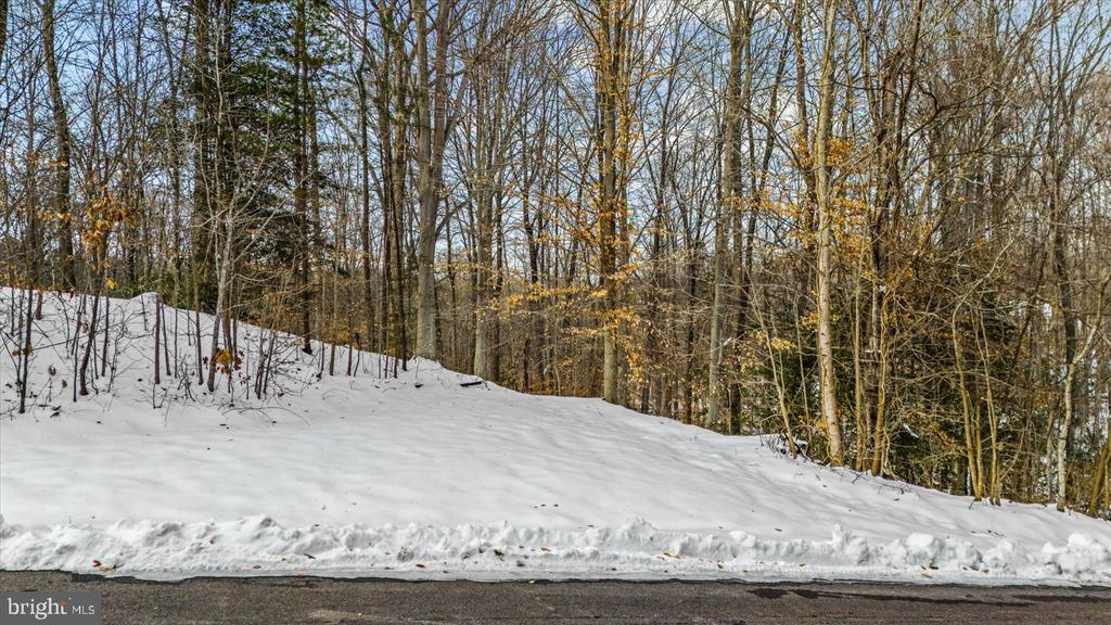 Snow-covered wooded lot beside a paved road, bordered by leafless trees and evergreens.