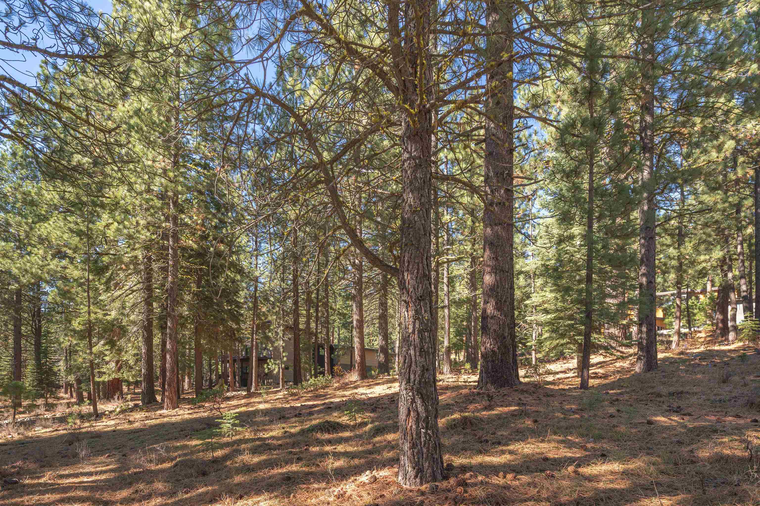 11925 Saddleback Drive