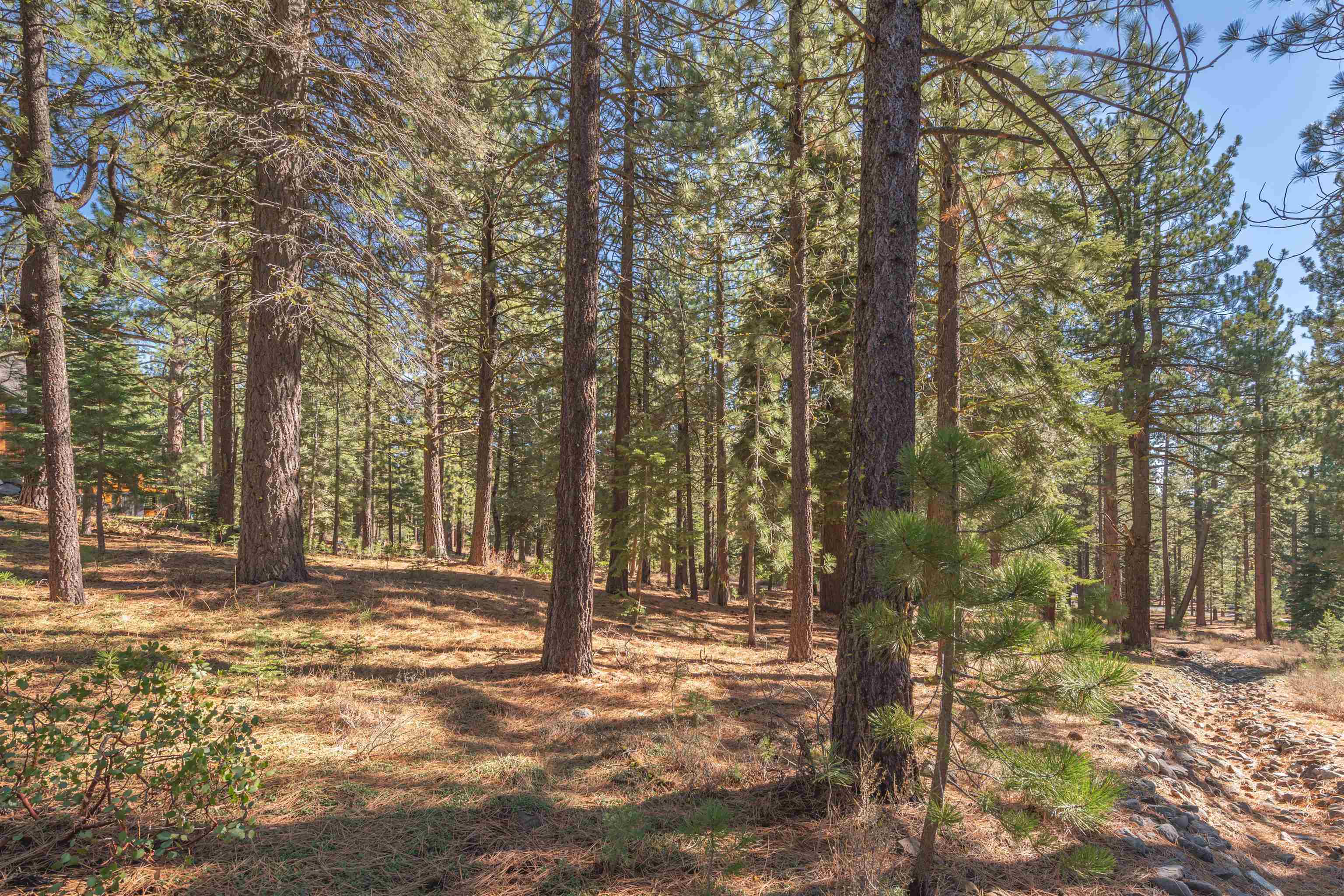 11925 Saddleback Drive