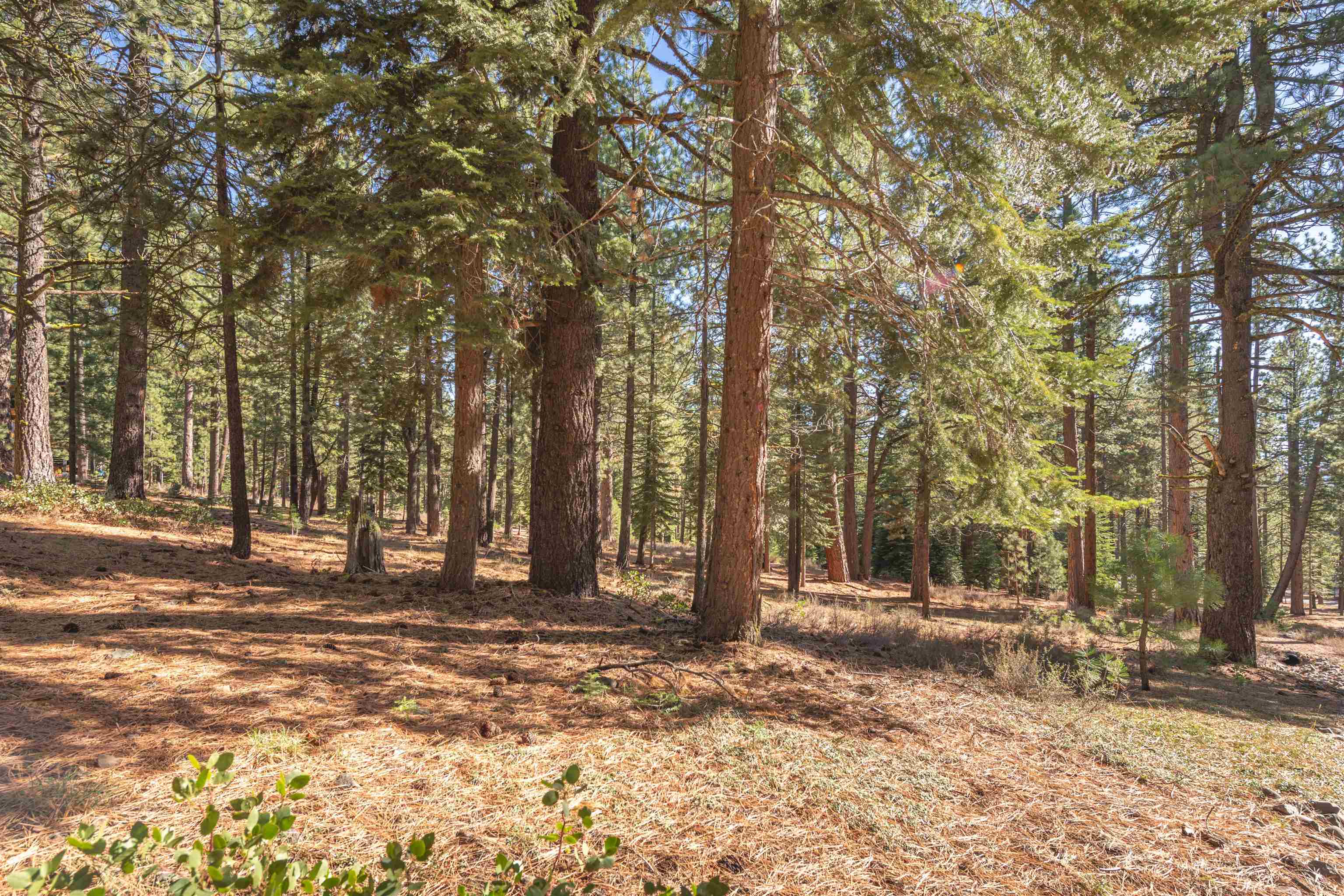 11925 Saddleback Drive