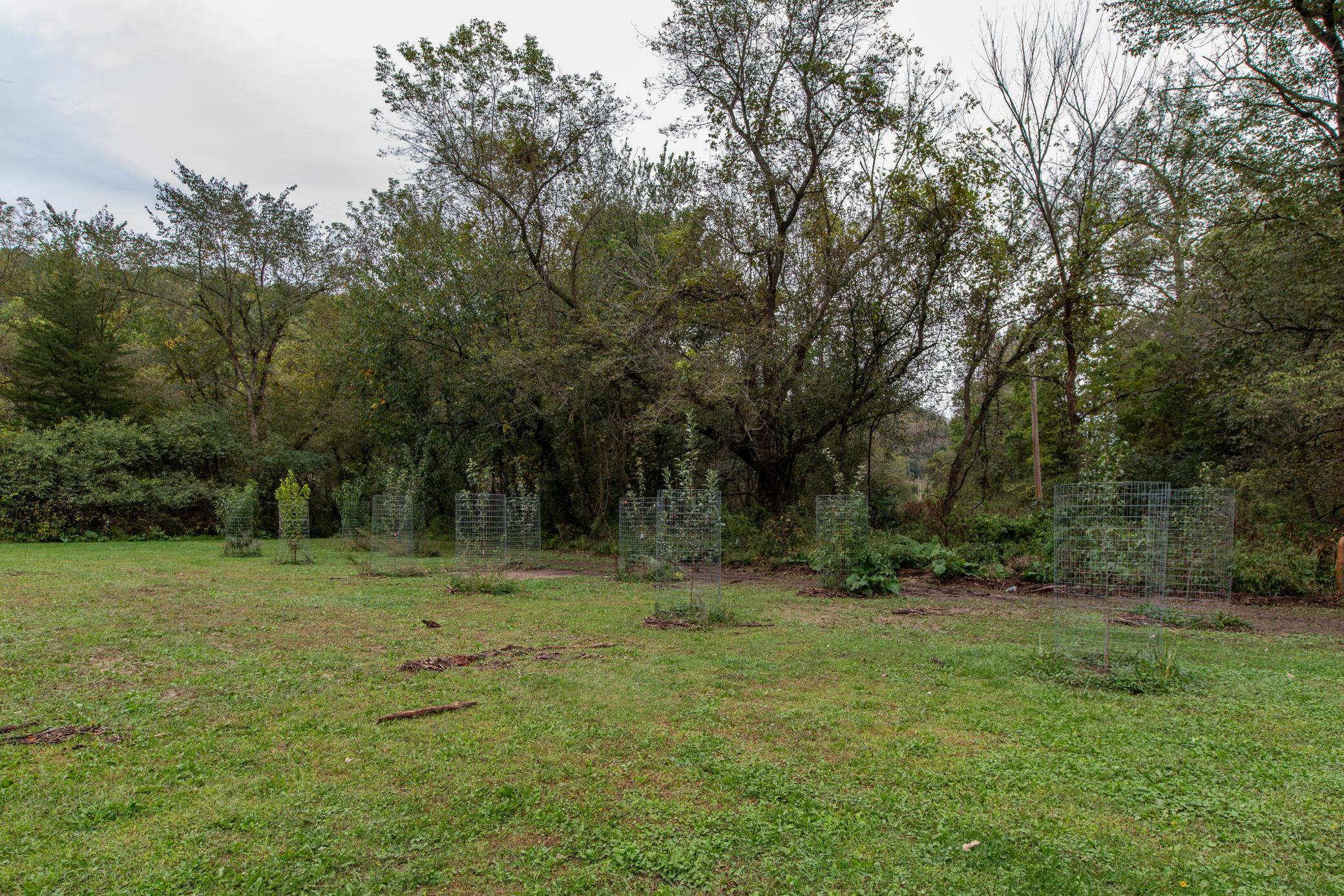 Grassy yard bordered by trees, with young plants protected by wire cages.
