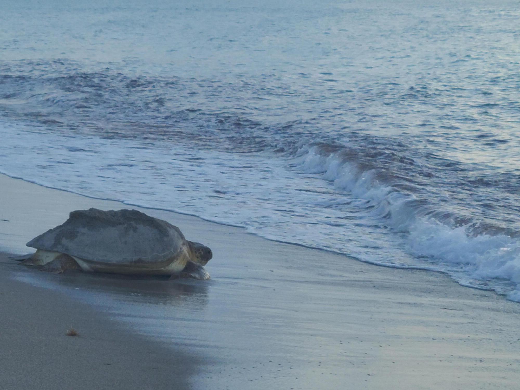 2050 S Highway A1a Unit: 3