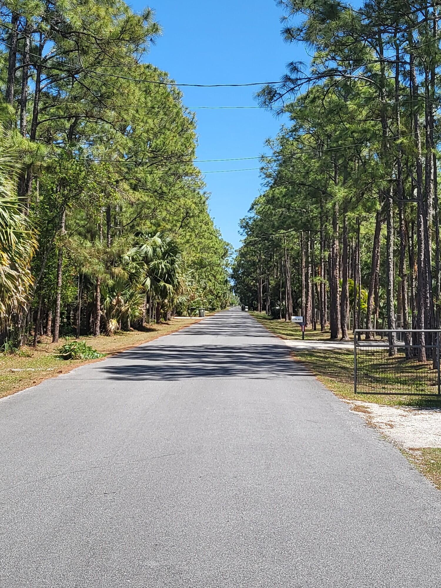 Paved road lined with tall pine trees, with a mailbox and metal gate at the roadside.
