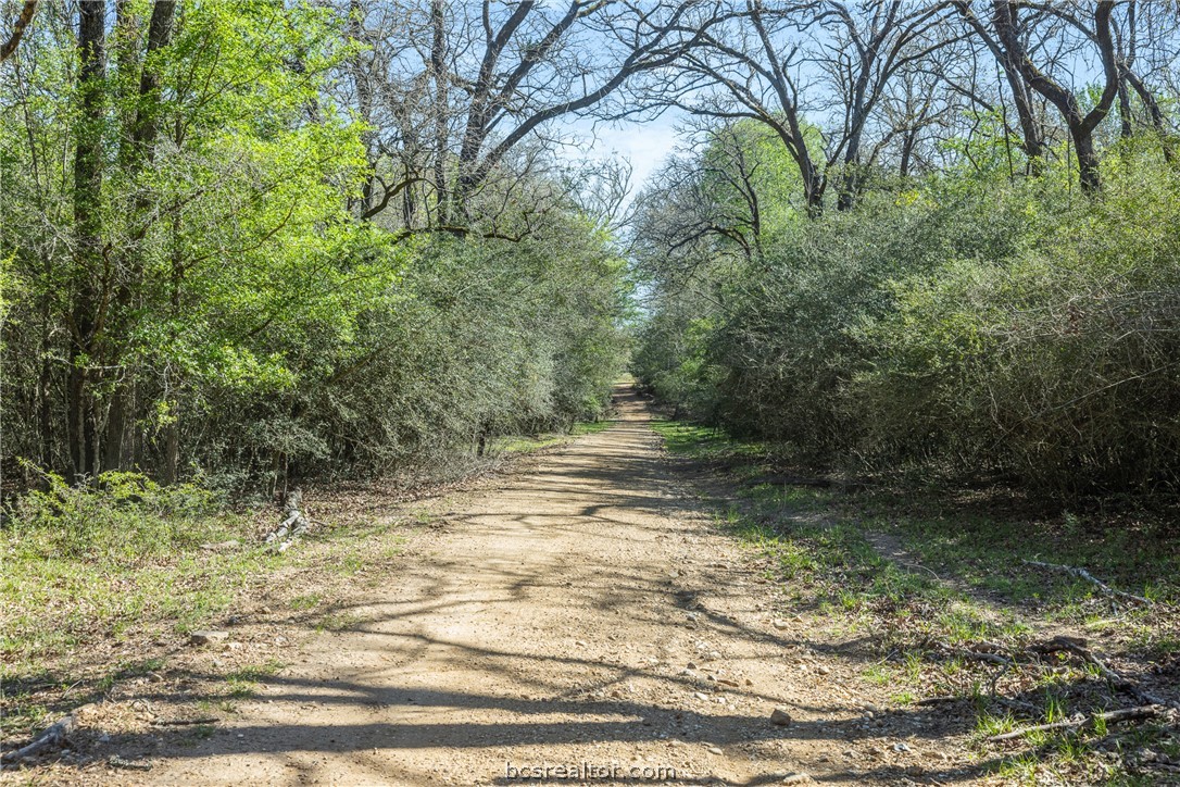 Dirt access road winding through dense trees and brush.