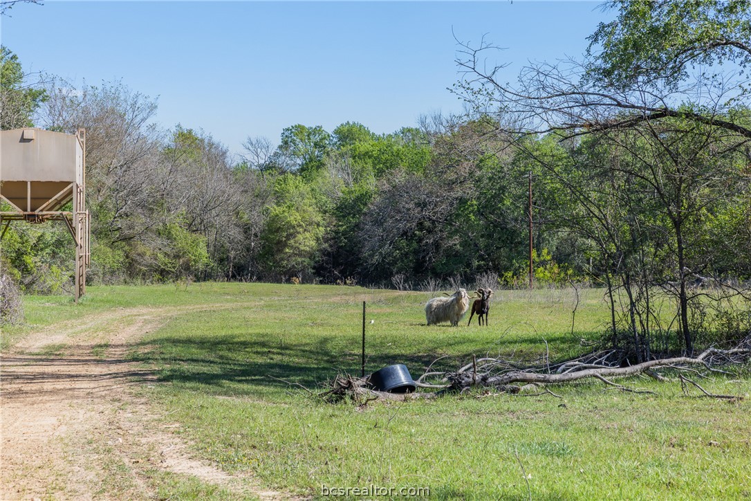Rural pasture with two goats, a dirt track, and a raised feed bin.