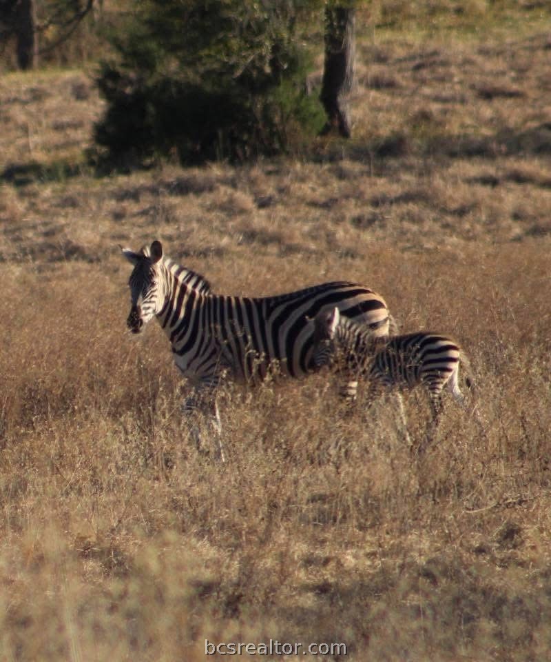 Two zebras stand in dry grass among scattered trees.